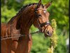 dressage horse Bella Barista (Westphalian, 2016, from Baccardi)