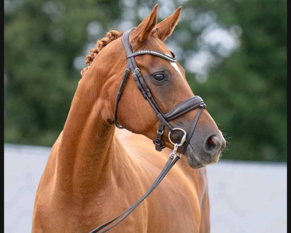 broodmare Fiamma D' Oro (Hanoverian, 2012, from Fuechtels Floriscount OLD)