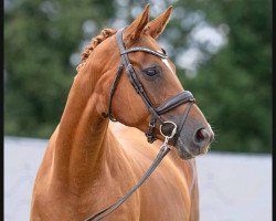 broodmare Fiamma D' Oro (Hanoverian, 2012, from Fuechtels Floriscount OLD)