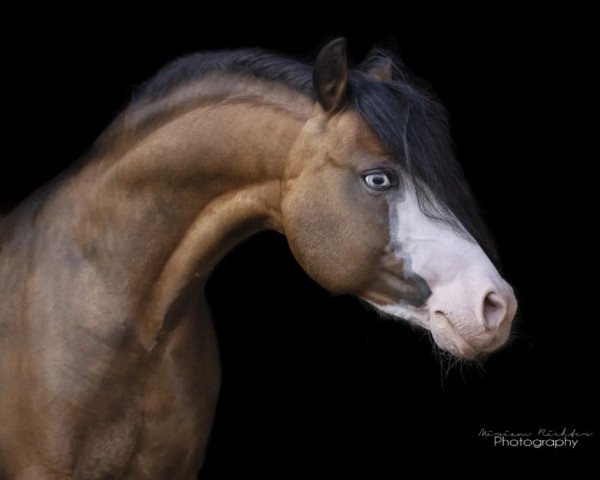 stallion Giowanni (Welsh-Pony (Section B), 2012, from Grimaldi 89)