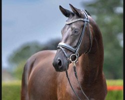 broodmare Princess Idol SN (Westphalian, 2019, from Ivanhoe)