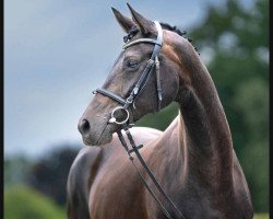 broodmare Danja M (Hanoverian, 2013, from Dubarry 41)