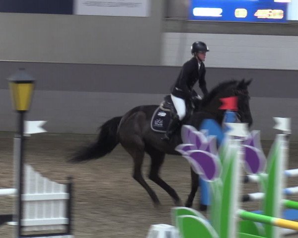 Reitturnier Luhmühlen 2024