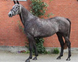 broodmare Lara Mia (Holsteiner, 2018, from HH Messenger)