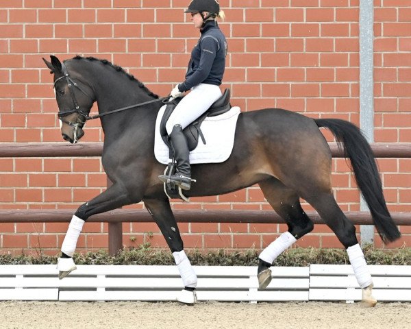 dressage horse Ferrero K³sschen PS (Oldenburg, 2018, from Foundation 2)