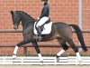 dressage horse Ferrero K³sschen PS (Oldenburg, 2018, from Foundation 2)