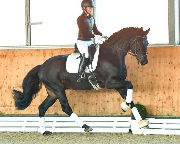 dressage horse Destino PS (Oldenburg, 2019, from Dante’s Jr.)