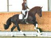 dressage horse Destino PS (Oldenburg, 2019, from Dante’s Jr.)