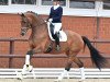 dressage horse Fabiola PS (Oldenburg, 2017, from Franklin)