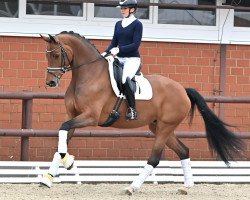 dressage horse Fabiola PS (Oldenburg, 2017, from Franklin)