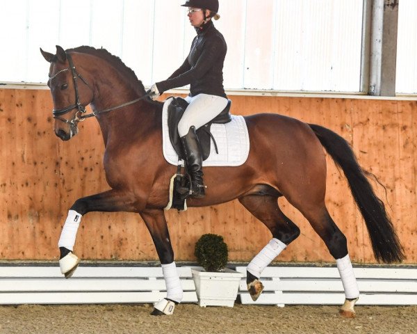 stallion Vitz Gerald PS (Hanoverian, 2018, from Valverde NRW)