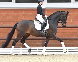 broodmare Fürstin Naomi PS (Hanoverian, 2017, from Fürstenball)