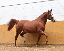 broodmare Chaclanseldi (Oldenburg show jumper, 2008, from Chacco-Blue)