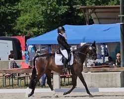 dressage horse Rue de La Danse (Oldenburger, 2012, from Glock's Romanov)