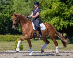 dressage horse Donathello de Hus (Hanoverian, 2019, from Don Juan de Hus)