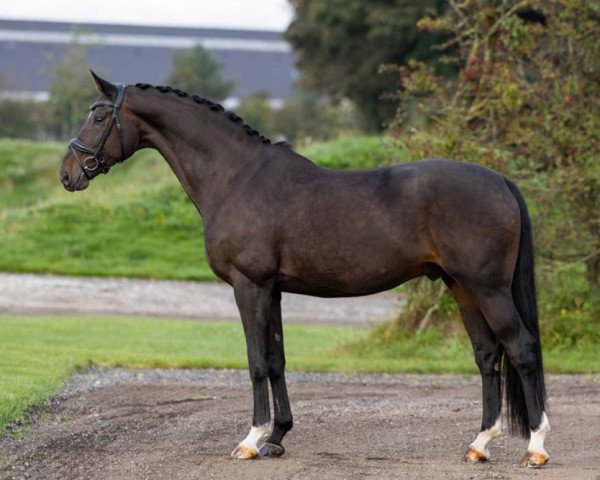 stallion Sir Europe (Oldenburg, 2013, from Sir Donnerhall I)