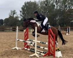 horse Landor L (German Riding Pony, 2019, from Andimo)