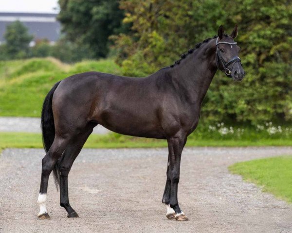 dressage horse Dream de Fontaine (Oldenburg, 2019, from Gut Wettlkam's D'Avie FRH)