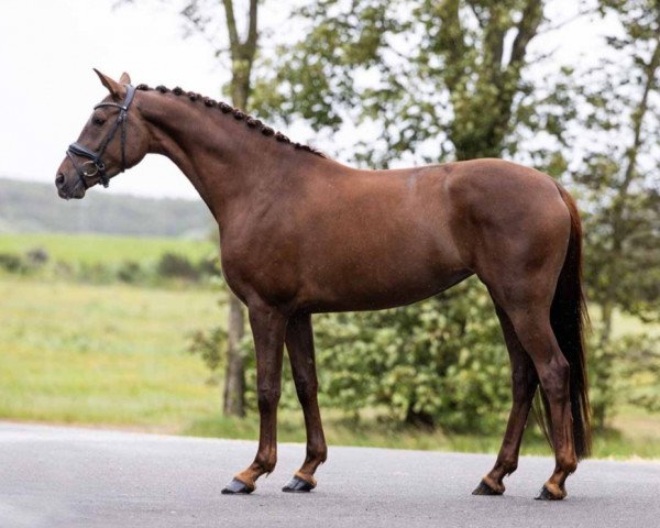 dressage horse Rossese VH (Swedish Warmblood, 2019, from Revolution)