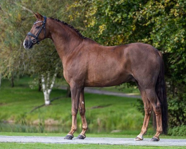 dressage horse Jovany (KWPN (Royal Dutch Sporthorse), 2014, from Vivaldi)