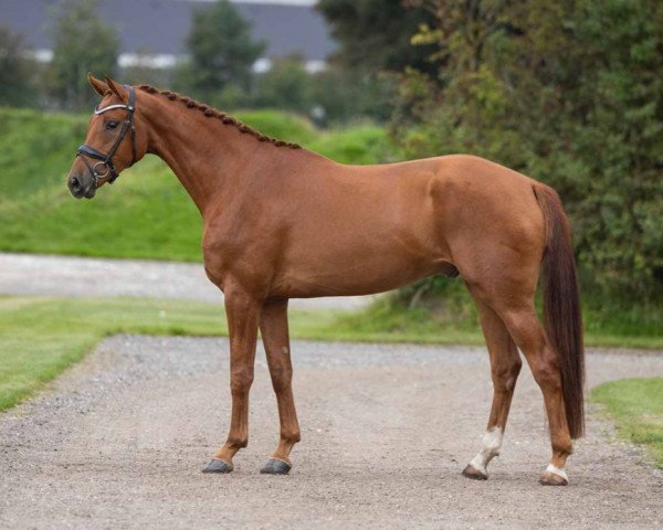 dressage horse Zavino G (Danish Warmblood, 2019, from Blue Hors Zackerey)