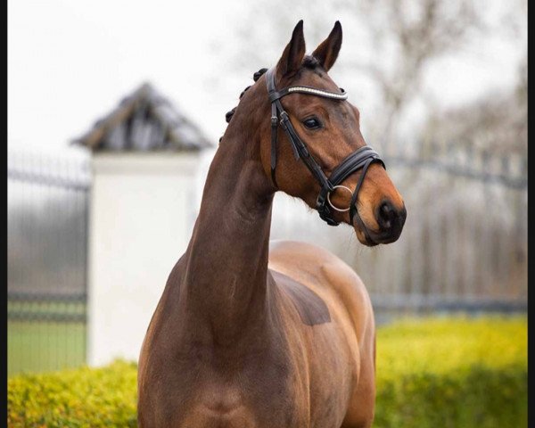 dressage horse Fleur de Fontaine (Oldenburg, 2018, from For Emotion 6)