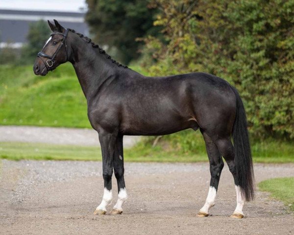 dressage horse Hengst von Foundation / Sir Donnerhall (Oldenburg, 2019, from Foundation 2)