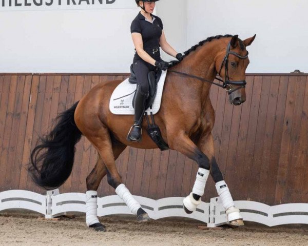 dressage horse Vertigo (Hanoverian, 2019, from Vitalis)