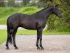 dressage horse Hengst von Fürst Belissaro / Waterford / Lauries Crusador xx (Hanoverian, 2018, from Fürst Belissaro)