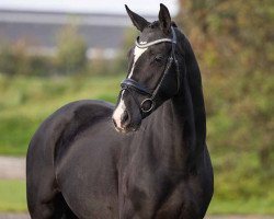 dressage horse Sanciro (Oldenburg, 2019, from Sezuan)