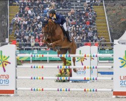 jumper Fee des Sequoias Z (Zangersheide riding horse, 2009, from Figaro du Ri d'Asse)