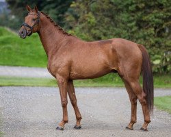 dressage horse Zam (Oldenburg, 2019, from Blue Hors Zackerey)