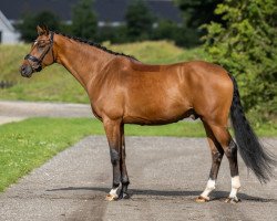 dressage horse Hengst von Vitalis / Sandro Hit (Oldenburg, 2019, from Vitalis)