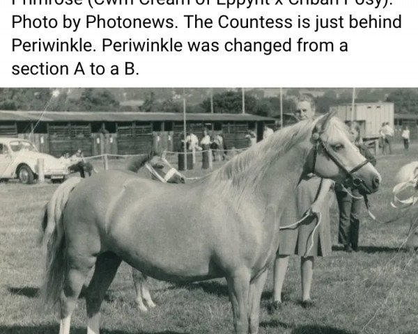 Zuchtstute Polaris Periwinkle (Welsh Mountain Pony (Sek.A), 1962, von Belvoir Talisman)