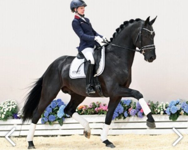 dressage horse Hengst von Escamillo / De Niro (Oldenburg, 2020, from Escamillo)