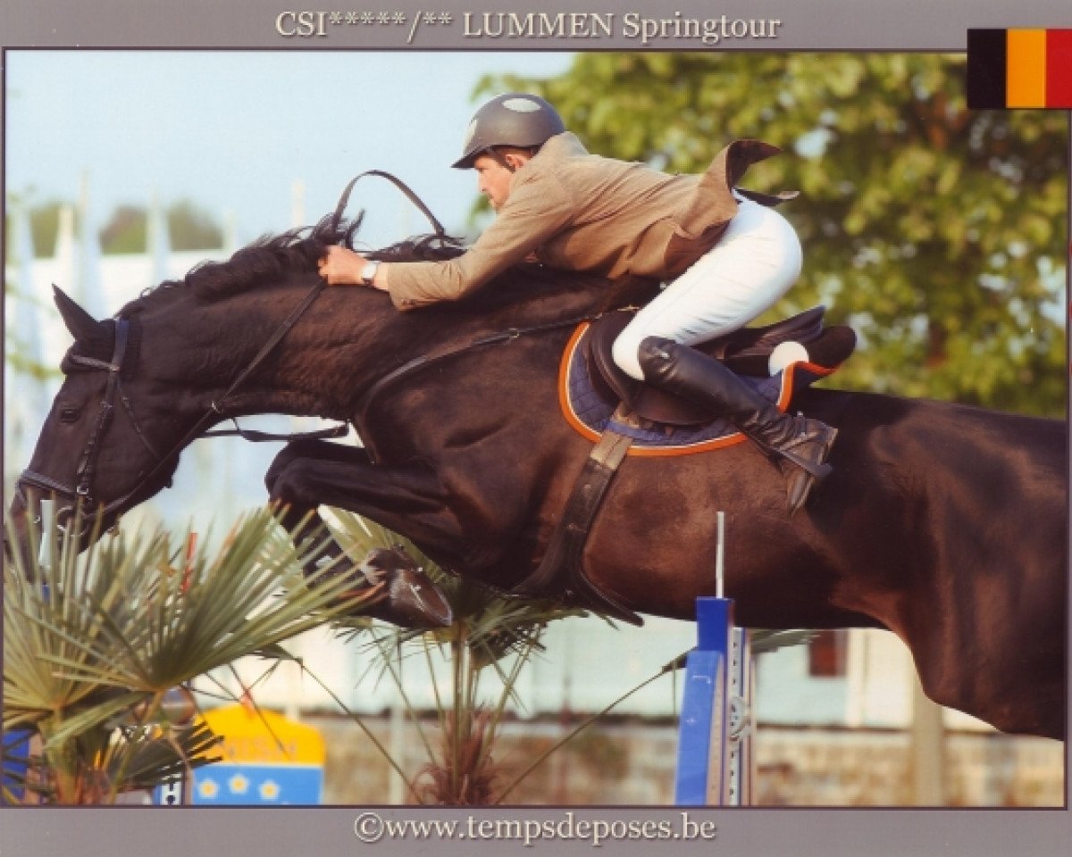 Deckhengst Red Star M (Belgium Sporthorse, 2001, von Kannan)
