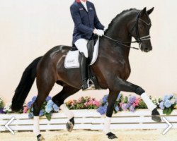 dressage horse Magic Man (Oldenburg, 2016, from Morricone)