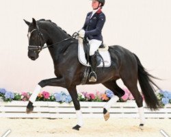 dressage horse Zenturio (Oldenburg, 2019, from Zenon)