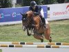 jumper Chacco's Clou PS (Oldenburg show jumper, 2014, from Chacco-Blue)