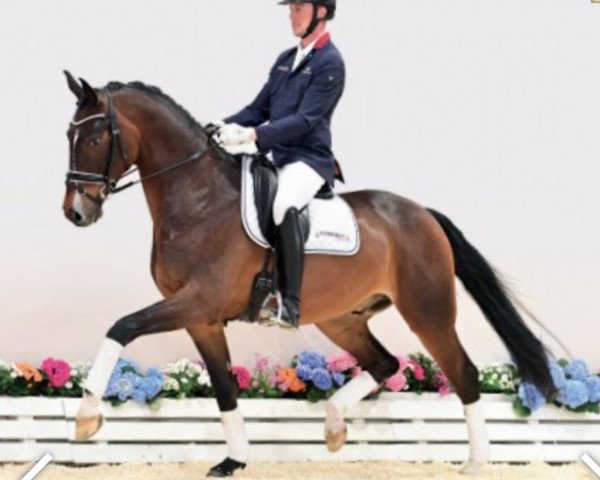 dressage horse Da Capo 247 (Oldenburg, 2019, from Da Costa)