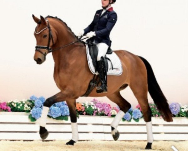 dressage horse Egmont (Oldenburg, 2019, from Escolar)