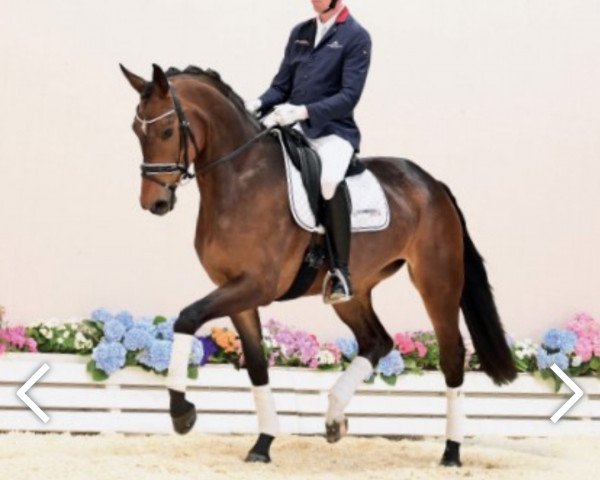 dressage horse Zantina (Oldenburg, 2019, from Blue Hors Zackerey)