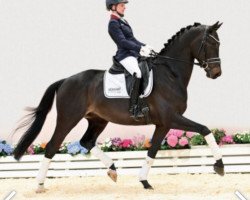 dressage horse Diptyque (Oldenburg, 2018, from D'Egalite)