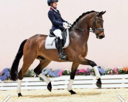 dressage horse Fu Fu (Oldenburg, 2019, from For Romance I)