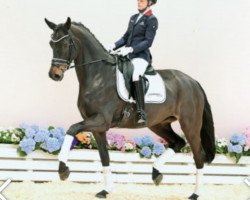 dressage horse Florentina 119 (Oldenburg, 2017, from Fürsten-Look)