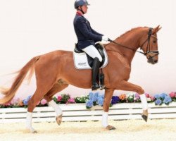 dressage horse Mc Cain SL (Oldenburg, 2018, from DSP Marc Cain)