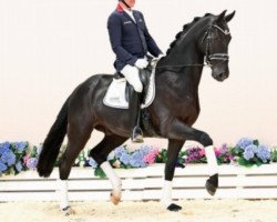 dressage horse Finalist (Oldenburg, 2018, from Finest Selection OLD)