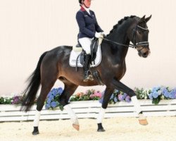 dressage horse Rock'n Roll (Oldenburg, 2019, from Rock for Me)