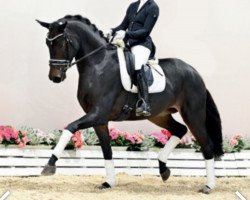 dressage horse Fleur belle Tyme OLD (Oldenburg, 2018, from Fürst Romancier)