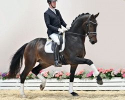 dressage horse Shakar (Oldenburg, 2018, from Secret)